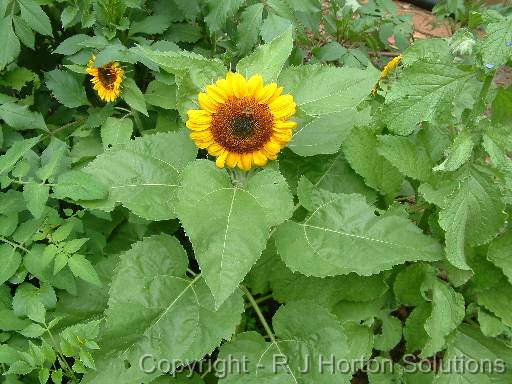 Sunflower Dwarf Sensation 